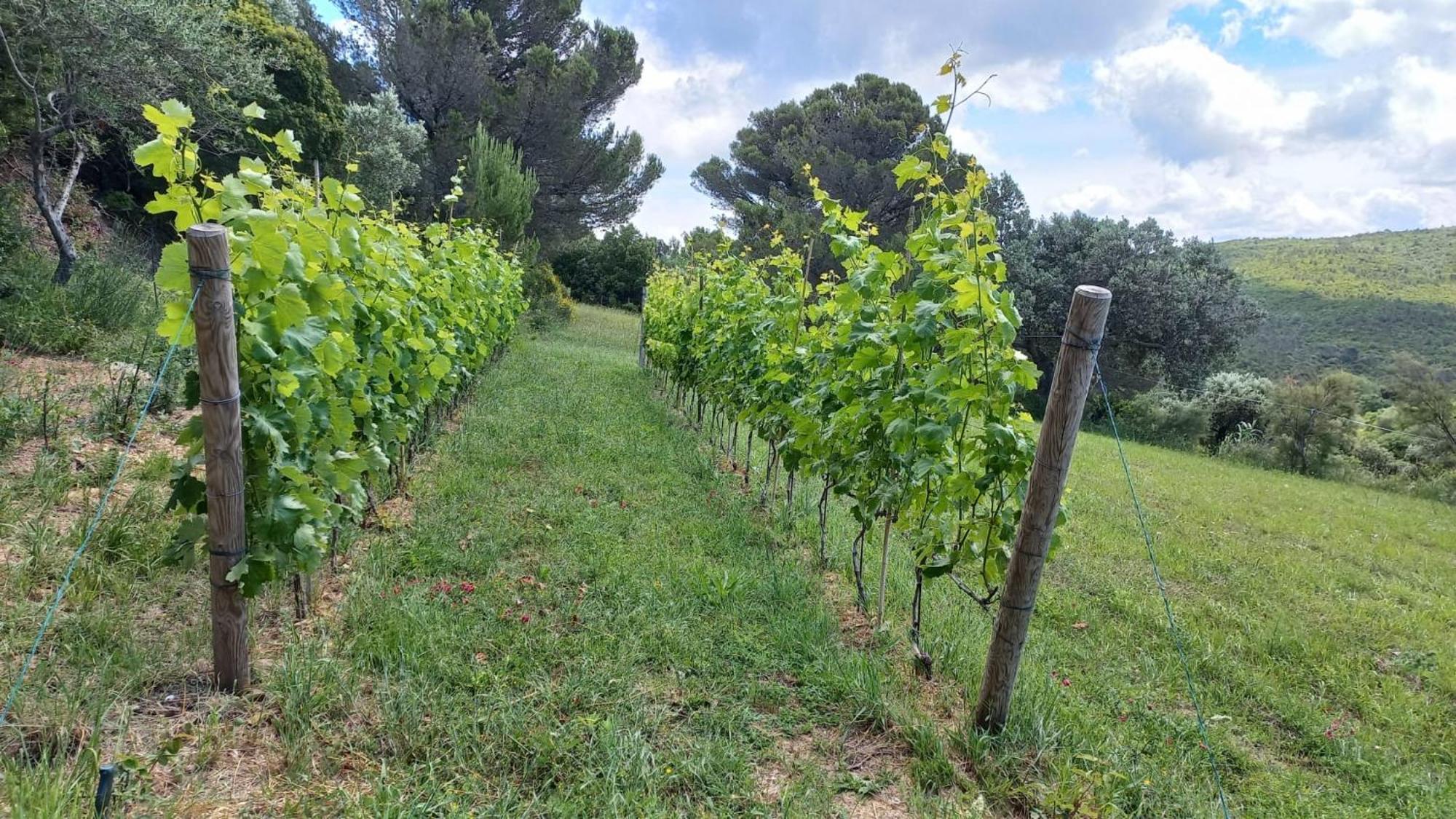 Allulivus Montenero  Extérieur photo